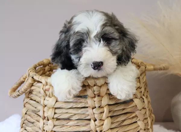 Mini Sheepadoodle - Zues