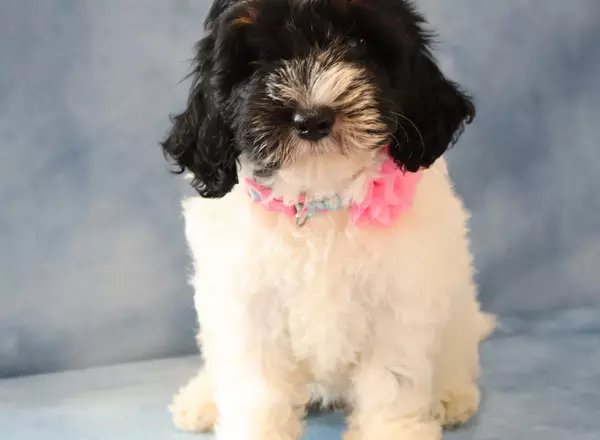 Mini Sheepadoodle - Jade