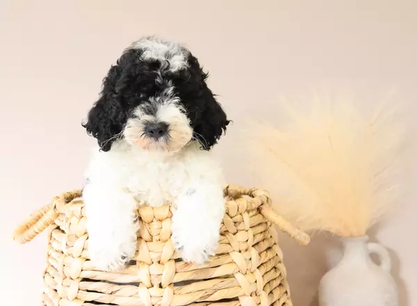 Mini Sheepadoodle - Ace