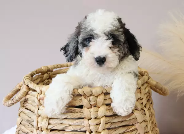 Mini Sheepadoodle - Amber