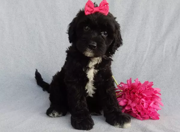 Mini Sheepadoodle - Coco