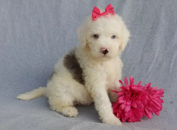 Mini Sheepadoodle - Gracie