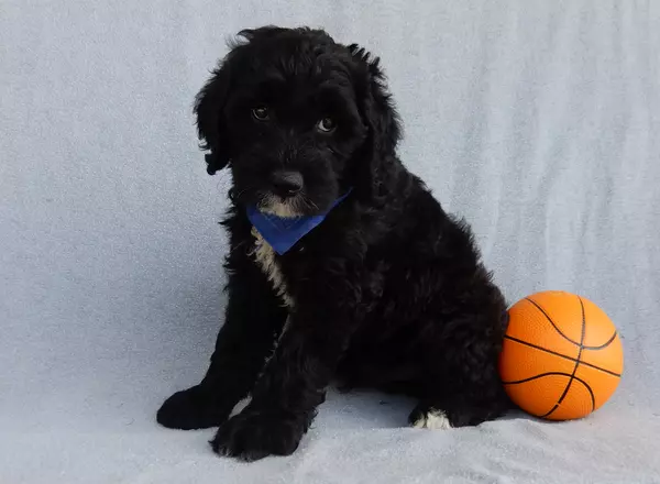 Mini Sheepadoodle - Otto