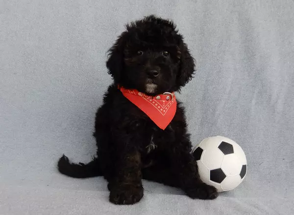 Mini Sheepadoodle - Jett