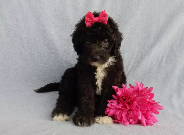 Mini Sheepadoodle - Stella