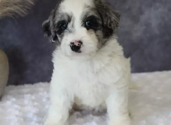 Mini Sheepadoodle - gigi