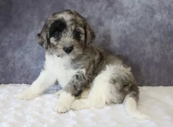 Mini Sheepadoodle - Matcha