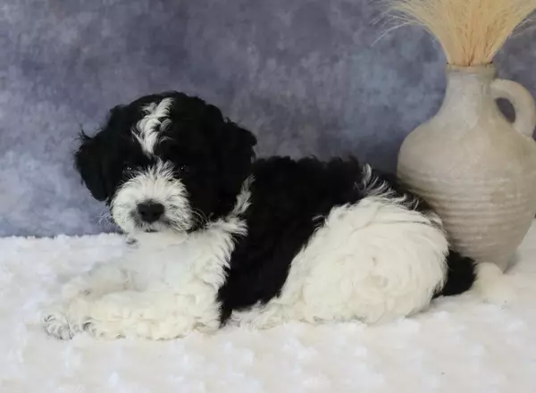 Mini Sheepadoodle - Kaylee