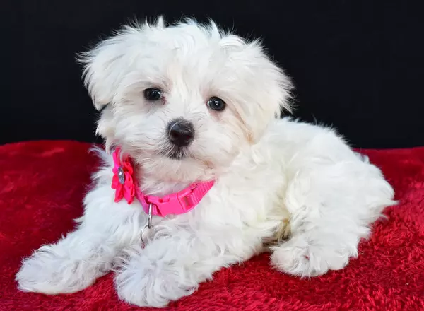 Maltese - Isabella