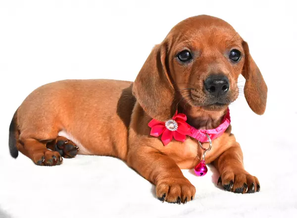 Miniature Dachshund - Emmy