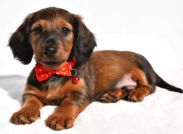 Miniature Dachshund - Eddy