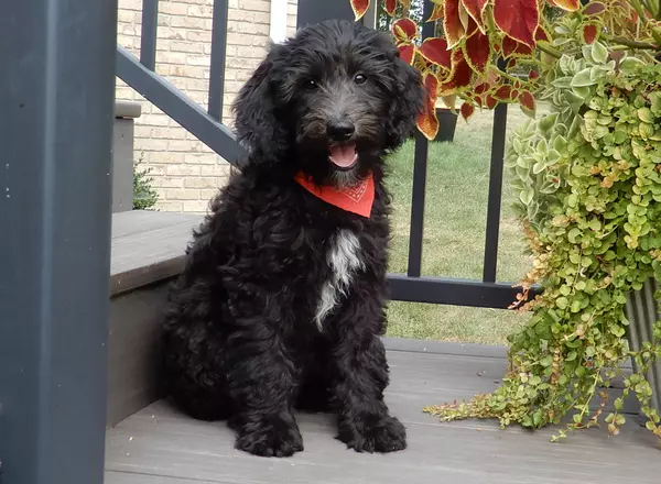 Mini Sheepadoodle - Rocky