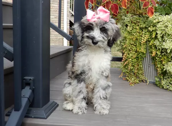 Mini Sheepadoodle - Millie