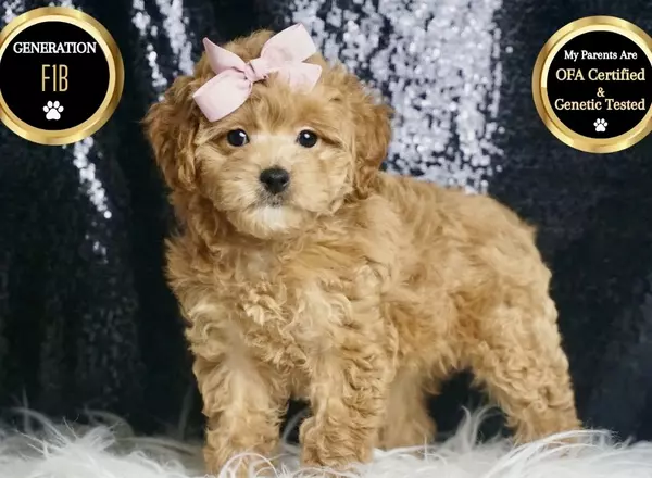 Maltipoo - Whoomee