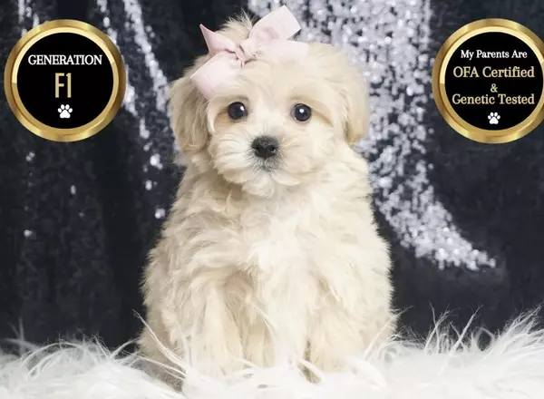 Maltipoo - Persia