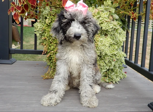 Mini Sheepadoodle - Cookie