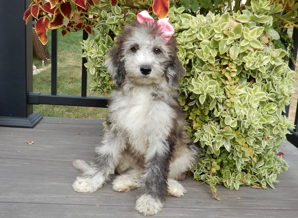 Mini Sheepadoodle - Pippa