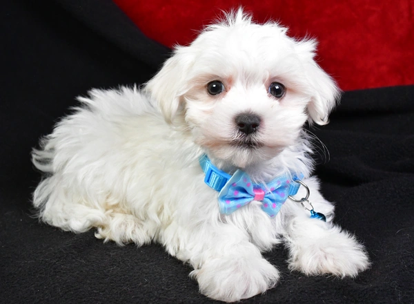 Maltese - Sonny