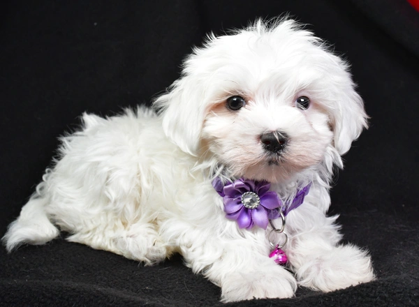 Maltese - Sally