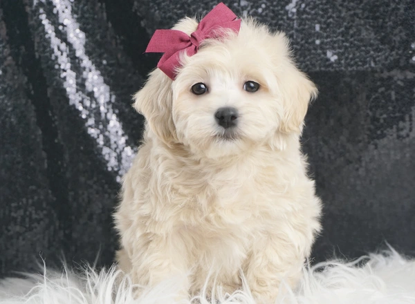 Maltipoo - Priscilla