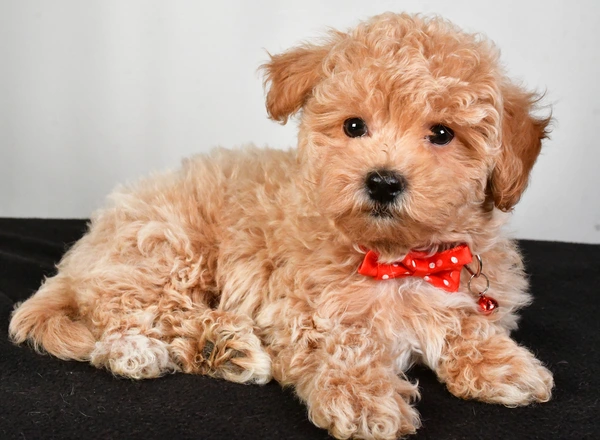 Maltipoo - Benny