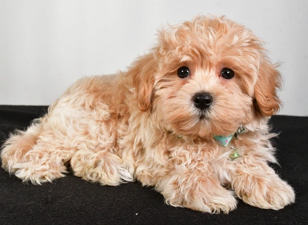 Maltipoo - Barney