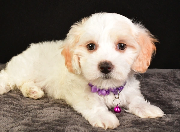 Maltipoo - Misty