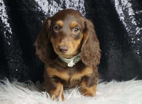 Miniature Dachshund - Hiro