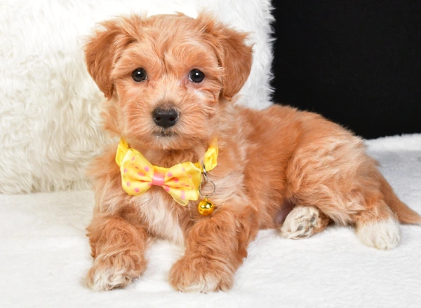 Maltipoo - Hickory