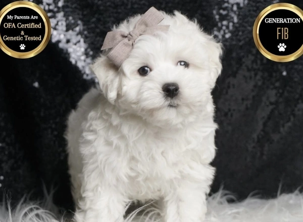 Maltipoo - Damon