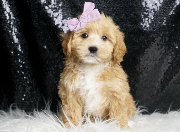 Maltipoo - Sofia