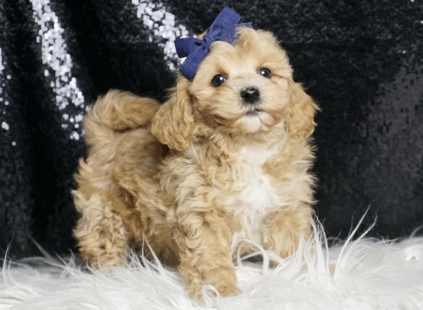 Maltipoo - Cheddar