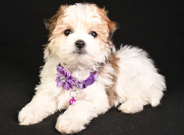 Maltipoo - Sasha