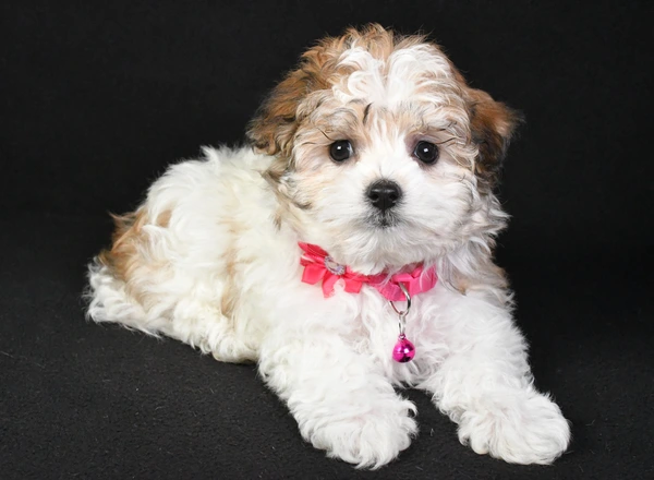 Maltipoo - Stacey