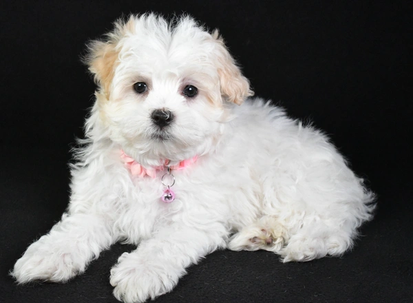 Maltipoo - Sierra