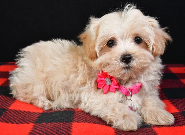 Maltipoo - Emmy