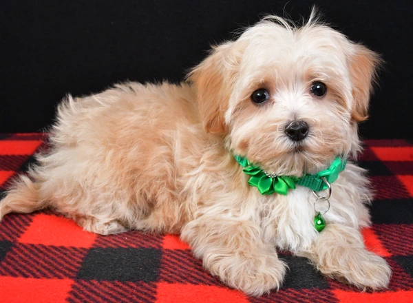 Maltipoo - Emily