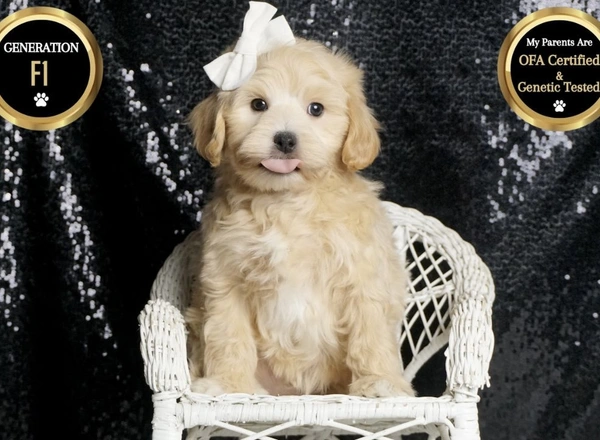 Maltipoo - Briar