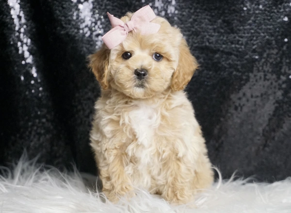 Maltipoo - Creme Brulee