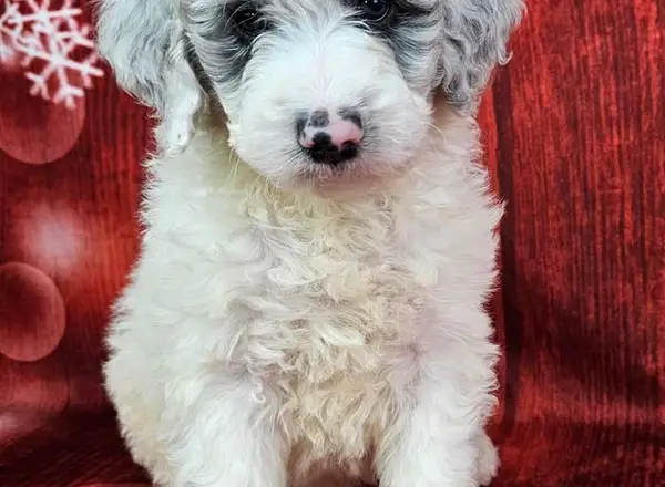 Mini Sheepadoodle - Stein