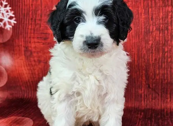 Mini Sheepadoodle - Snowby