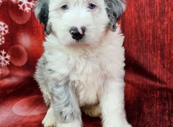 Mini Sheepadoodle - Snorkel