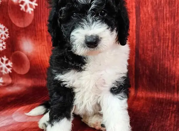 Mini Sheepadoodle - Sergio