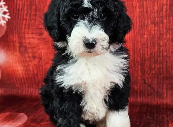 Mini Sheepadoodle - Shila