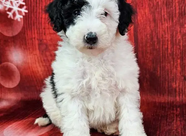 Mini Sheepadoodle - Serena