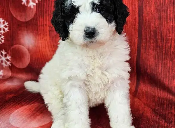 Mini Sheepadoodle - Sadie